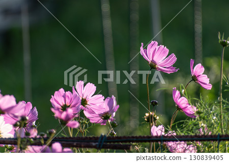 Cosmos flowers in a pretty meadow, cosmos bipinnatus or Mexican aster, daisy family asteraceae Cosmos flowers in a pretty meadow, cosmos bipinnatus or Mexican aster, daisy family asteraceae 130839405