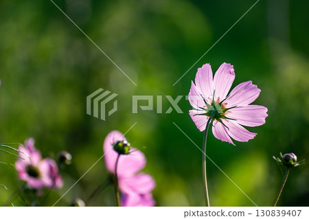 Cosmos flowers in a pretty meadow, cosmos bipinnatus or Mexican aster, daisy family asteraceae Cosmos flowers in a pretty meadow, cosmos bipinnatus or Mexican aster, daisy family asteraceae 130839407