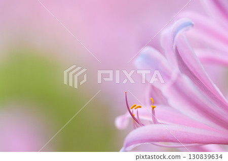 柔軟的花瓣和雄蕊輪廓 130839634