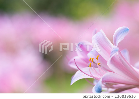 A profile of licorice with overlapping petals 130839636