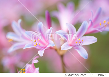 Licorice sparkling in the light 130839876