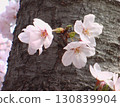 Cherry blossoms blooming in trunk 130839904
