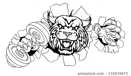 Wildcat Cougar Lynx Lion Weight Lifting Gym Mascot Wildcat Cougar Lynx Lion Weight Lifting Gym Mascot 130839973