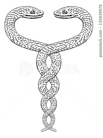 Snakes Two Intertwined Helix Vintage Illustration 130839978