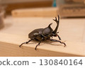 Beetle 130840164
