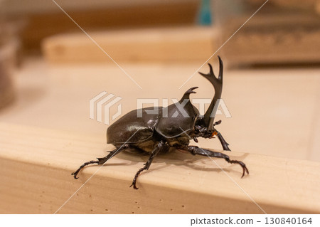 甲蟲和動物生態觀察/自然教育材料 甲蟲和動物生態觀察/自然教育材料 130840164