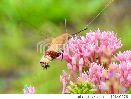 五星蛾和天蛾 130840378