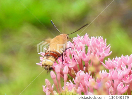 五星蛾和天蛾 130840379