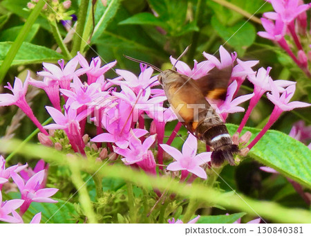 五星蛾和天蛾 130840381