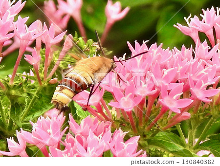 五星蛾和天蛾 130840382