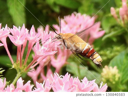 五星蛾和天蛾 130840383