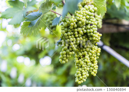Green Wine Grapes on Vineyard Vine 130840894
