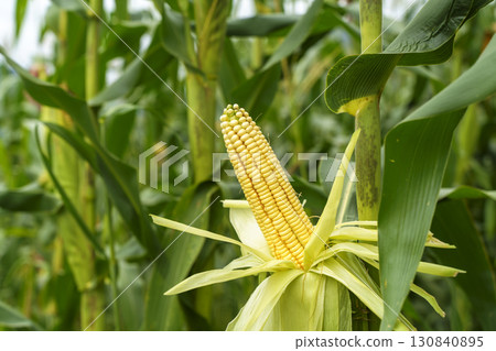 Ripe Corn on the Stalk in a Field 130840895