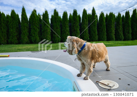 Golden cocker spaniel standing by swimming pool outdoors Golden cocker spaniel standing by swimming pool outdoors 130841071
