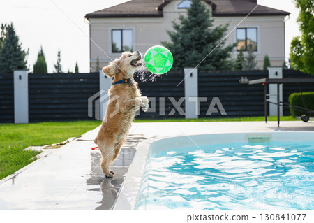 Golden cocker spaniel jumping to catch ball near pool. Golden cocker spaniel jumping to catch ball near pool. 130841077