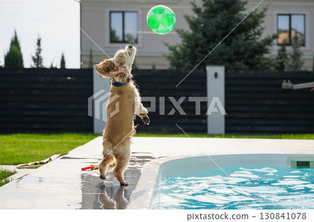 Golden cocker spaniel jumping to catch ball near pool. Golden cocker spaniel jumping to catch ball near pool. 130841078
