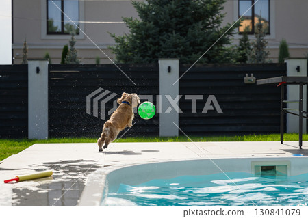 Cocker spaniel dog leaping on poolside with water splashes while chasing a ball Cocker spaniel dog leaping on poolside with water splashes while chasing a ball 130841079