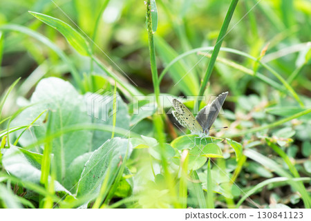 Shijimicho perched on a leaf Shijimicho perched on a leaf 130841123