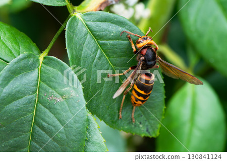 A hornet resting on a leaf waiting for prey 130841124