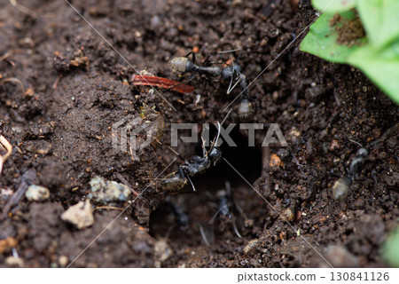 Observing the ecology of worker ants Observing the ecology of worker ants 130841126