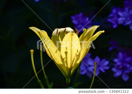 陽光下閃耀的百合花 130841322