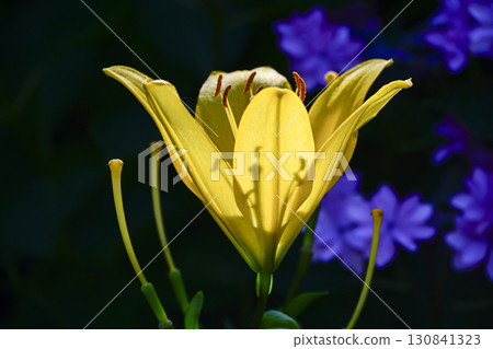 陽光下閃耀的百合花 130841323