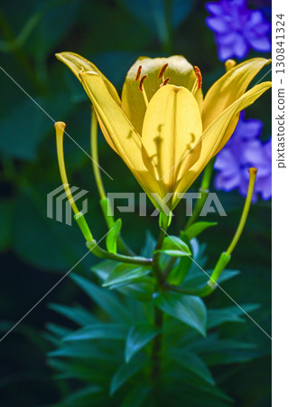 陽光下閃耀的百合花 130841324