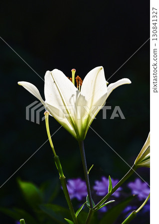 Lilies shining in the sunlight 130841327