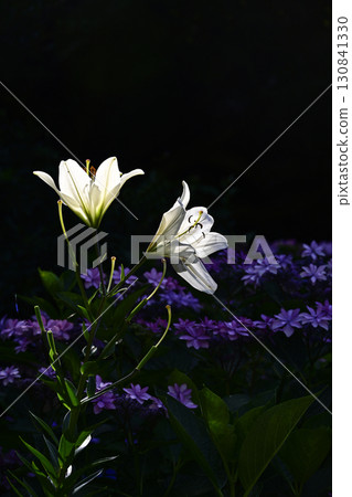 陽光下閃耀的百合花 130841330