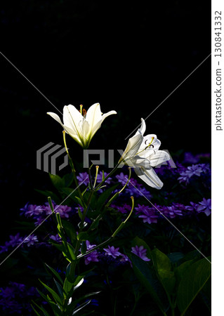 陽光下閃耀的百合花 130841332