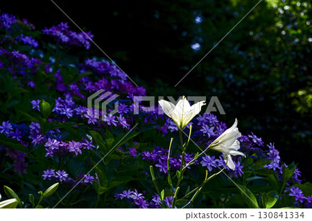 陽光下閃耀的百合花 陽光下閃耀的百合花 130841334