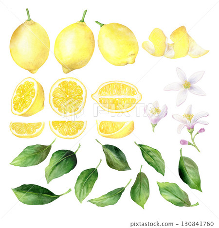 Set of watercolor juicy lemons, lemon slices and halves, peel, flowers and leaves. Drawn by hand, isolated on a white background. Suitable for design, print. Set of watercolor juicy lemons, lemon slices and halves, peel, flowers and leaves. Drawn by hand, isolated on a white background. Suitable for design, print. 130841760