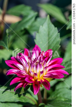 Colorful blooming dahlias Colorful blooming dahlias 130841763
