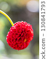 Colorful blooming dahlias 130841793