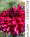 Colorful blooming dahlias 130841794