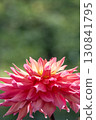 Colorful blooming dahlias 130841795