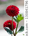 Colorful blooming dahlias 130841796