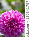 Colorful blooming dahlias 130841797