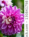Colorful blooming dahlias 130841798