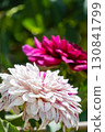 Colorful blooming dahlias 130841799