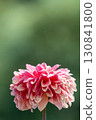 Colorful blooming dahlias 130841800
