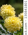 Colorful blooming dahlias 130841801