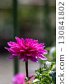 Colorful blooming dahlias 130841802