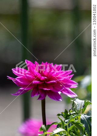 Colorful blooming dahlias 130841802