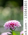 Colorful blooming dahlias 130841803