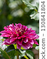 Colorful blooming dahlias 130841804