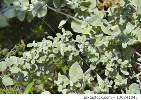 Liquorice plant 130841845