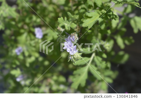 Lacy phacelia Lacy phacelia 130841846