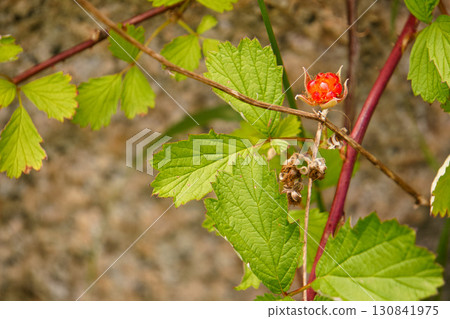 wild strawberry fruit 130841975