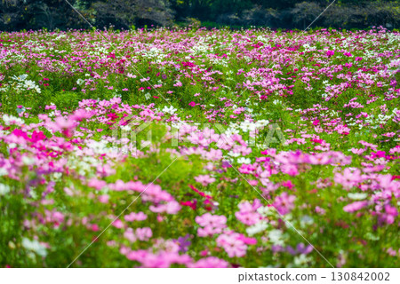 波斯菊之丘花盛開 130842002
